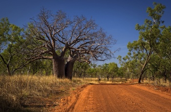 Baobab træ i vejkanten i East Kimberley - Western Australia