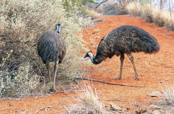 Emuer i outbacken - Australien
