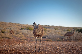 Emuer i i Cape Range National Park – Western Australia