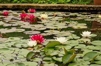 England, Gloucestershire, Cotswolds - smukt bassin på Hidcote Garden 