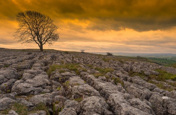 England, Yorkshire Dales National Park - enligt træ i efterårsvejret på toppen af Malham Cove