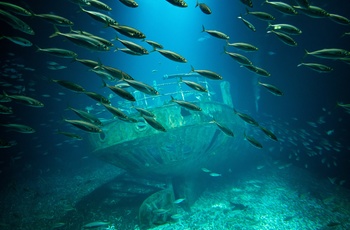 Fiske i Ozeaneum i Stralsund