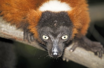 Lemur i ZOOM Erlebniswelt Lemur, Gelsenkirchen i Midttyskland