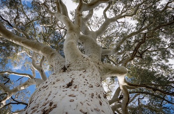 Ghost Gum Tree - Det centrale Australien