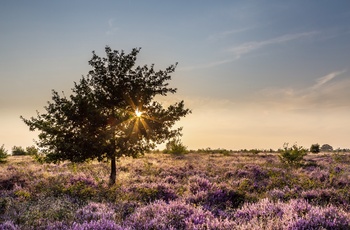 Holland, Arnhem, Ginkel Heath Ede - nedkastningsstedet for de allierede faldskærmstropper 