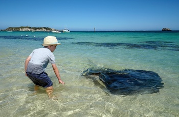 Drang i vandet og nysgerrig stingray eller rokke ved Hamelin Bay i Western Australia