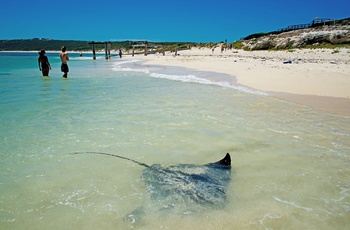 Stingray eller rokker og turister ved Hamelin Bay i Western Australia