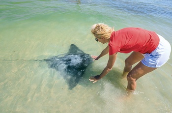 Nysgerrig stingray og kvinde ved Hamelin Bay i Western Australia