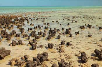 Hamelin Pool Marine Nature Reserve – Western Australia