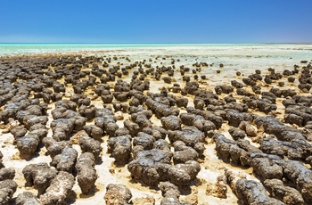 Hamelin Pool Marine Nature Reserve – Western Australia 2.jpg