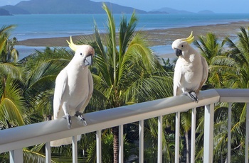 Kakaduer på Hamilton Island - Queensland