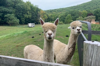 Harvest Hosts - Crescendo Farm, New Hampshire