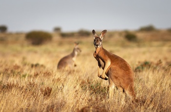 Kænguruer i Ikara Flinders Ranges National Park, South Australia