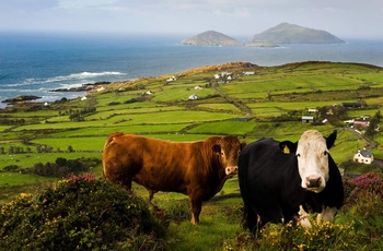 Irland, Ring of Kerry