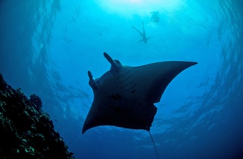 Manta ray og dykkere ud for kysten af Ishigaki øen, Okinawa i Japany AS