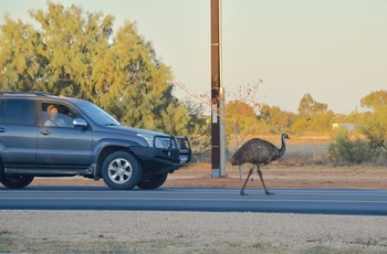 Emu på vejen nær Exmouth i Western Australia