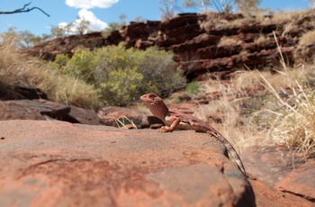 Firben i Karijini National Park, Western Australia