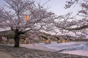 Kintaikyo-broen over Nishiki-floden og kirsebærtræer, Iwakuni - Japan