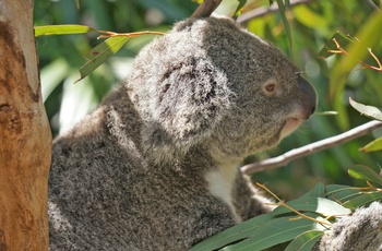 Koala i Hamilton Island Wildlife - Queensland