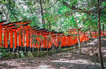 Torri portene i Fushimi Inari-helligdommen går gennem skov på Mt. Inari, Kyoto i Japan 