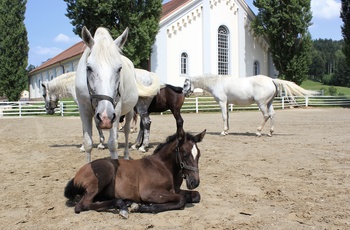 Lipizzanerheste i Lipica - det største Lipizzaner-stutteri i verden, Slovenien