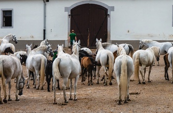 Lipizzanerheste i Lipica - verdens største Lipizzaner-stutteri i verden, Slovenien