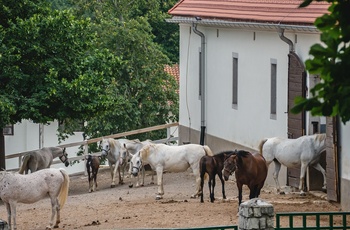 Lipizzanerheste i Lipica - verdens største Lipizzaner-stutteri i verden, Slovenien