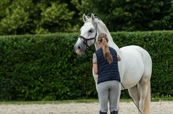 Træning af Lipizzanerheste i Lipica - verdens største Lipizzaner-stutteri i verden, Slovenien