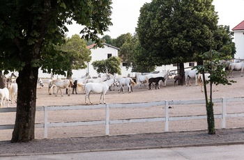 Lipizzanerheste i Lipica - det største Lipizzaner-stutteri i verden, Slovenien