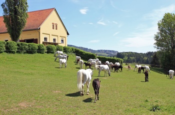 Lipizzaner-heste der græsser på Lipica-ejendommen i Slovenien