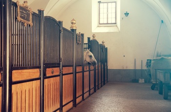 Lipizzaner-hest i en af staldene på Lipica-ejendommen i Slovenien