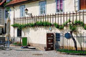 Vinhus- og verdens ældste vinranke i Maribor, Slovenien