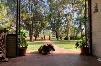 Mt. Elizabeth Station, cow visit - Western Australia