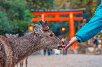 Køb hjortekiks, "shika senbei," til hjortene i Nara Park - Japan