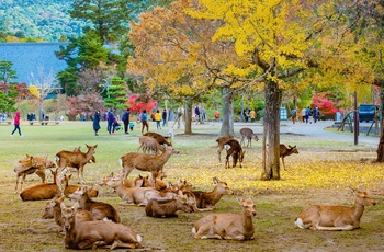 En flok hjorte i Nara Park - Japan