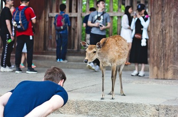 Hjort og turist bukker for hinanden i Nara Park - Japan