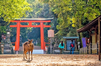 Hjort i Nara Park - Japan