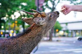 Køb hjortekiks, "shika senbei," til hjortene i Nara Park - Japan