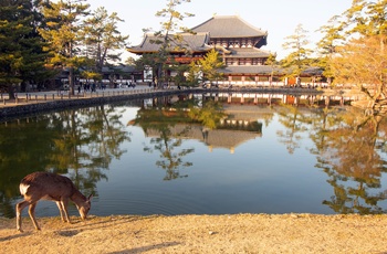 Hjort ved lille sø foran Todaiji templet i Nara Park - Japan