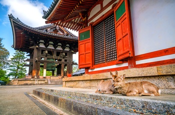 Hjorte hviler sig ved Todaiji templet i Nara Park - Japan