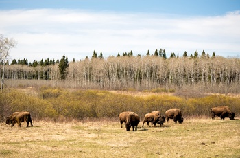 Riding Mountain National Park i Manitoba provinsen - Canada