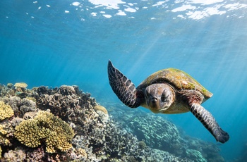 Skildpadde svømmer langs Ningaloo Reef i Western Australia