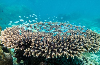 Undervandslivet på Ningaloo Reef nord for Coral bay i Western Australia