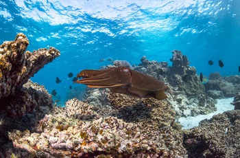 Undervandslivet på Ningaloo Reef nord for Coral bay i Western Australia