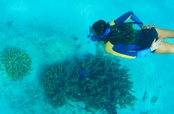 Snorkling ved Ningaloo Reef nord for Coral bay i Western Australia