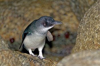 Pingvin på Tasmanien