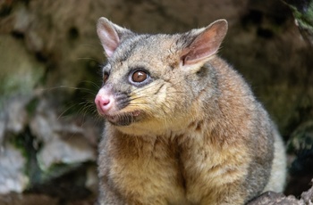 Possum i Australien