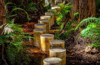 Trædesten gennem Paperbark Forest Walk i Queensland