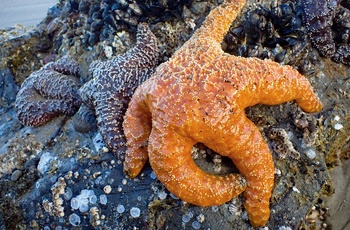 Søstjerne på Canon Beach ved lavvande, Oregon