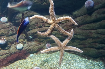 Søstjerne i Ozeaneum i Stralsund